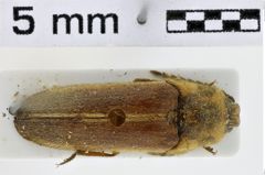 Foto (Dorsalansicht) von Achrestus flavocinctus (NHMW-ZOO-COL-0011110)